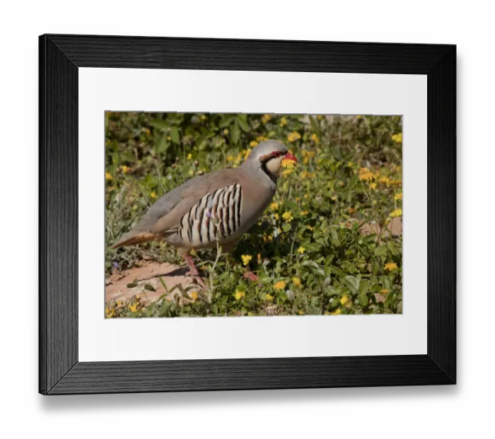 Framed Print : Chukar Partridge (Alectoris chukar) adult male, carrying flower in beak, patrolling territory, Greece, april Framed Print : Chukar Partridge (Alectoris chukar) adult male, carrying flower in beak, patrolling territory, Greece, april