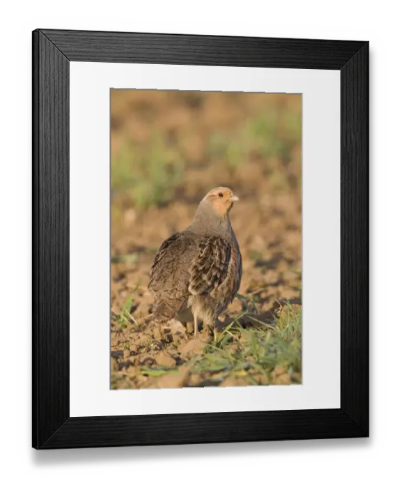 Framed Print : Grey Partridge (Perdix perdix) adult male, standing in arable field, Suffolk, England, april Framed Print : Grey Partridge (Perdix perdix) adult male, standing in arable field, Suffolk, England, april