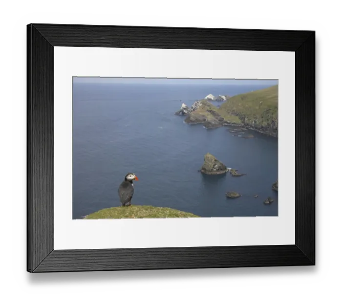 Framed Print : Atlantic Puffin (Fratercula arctica) adult, standing on clifftop in coastal habitat, Hermaness N. N. R. Unst, Shetland Islands, Scotland Framed Print : Atlantic Puffin (Fratercula arctica) adult, standing on clifftop in coastal habitat, Hermaness N. N. R. Unst, Shetland Islands, Scotland
