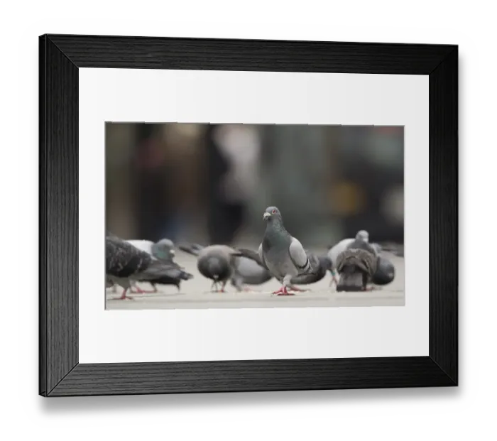 Framed Print : Feral Pigeon (Columba livia) flock, feeding on pavement in city, Sheffield, South Yorkshire, England, october