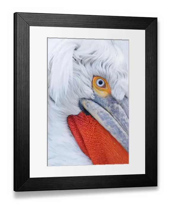 Framed Print : Dalmatian Pelican (Pelecanus crispus) adult, breeding plumage, close-up of head, Lake Kerkini, Macedonia, Greece Framed Print : Dalmatian Pelican (Pelecanus crispus) adult, breeding plumage, close-up of head, Lake Kerkini, Macedonia, Greece
