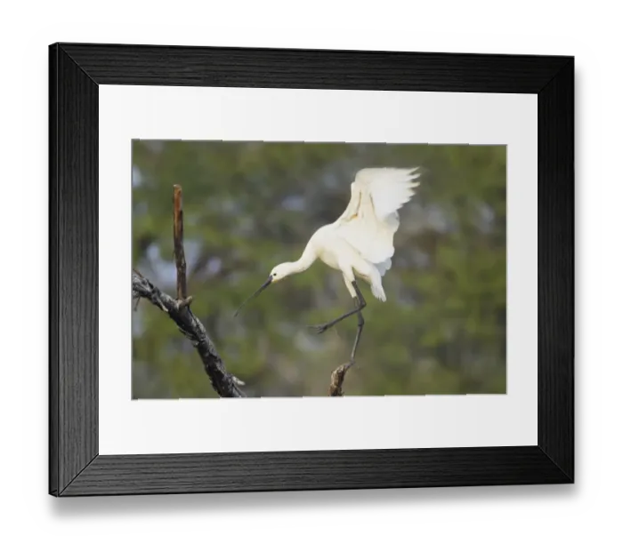 Framed Print : Eurasian Spoonbill (Platalea leucorodia) adult, flapping wings, landing on branch, Keoladeo Ghana N. P. (Bharatpur), Rajasthan, India Framed Print : Eurasian Spoonbill (Platalea leucorodia) adult, flapping wings, landing on branch, Keoladeo Ghana N. P. (Bharatpur), Rajasthan, India