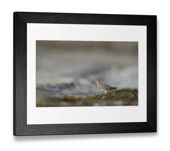 Framed Print : Common Redshank (Tringa totanus) adult, foraging amongst breaking waves in shallow water on beach, Shetland Islands, Scotland, september Framed Print : Common Redshank (Tringa totanus) adult, foraging amongst breaking waves in shallow water on beach, Shetland Islands, Scotland, september