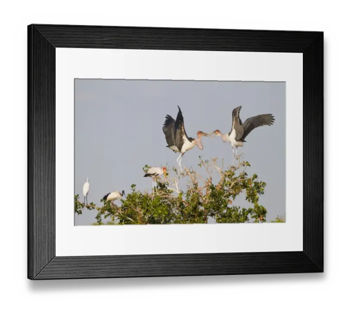 Framed Print : Marabou Stork (Leptoptilos crumeniferus) adults, squabbling in tree, with Yellow-billed Stork (Mycteria ibis), African Sacred Ibis (Threskiornis aethiopicus) and Great White Egret (Egretta alba), Godikwe Lagoon, Okavango Delta, Botswana Framed Print : Marabou Stork (Leptoptilos crumeniferus) adults, squabbling in tree, with Yellow-billed Stork (Mycteria ibis), African Sacred Ibis (Threskiornis aethiopicus) and Great White Egret (Egretta alba), Godikwe Lagoon, Okavango Delta, Botswana