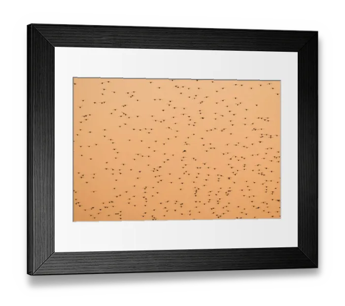 Framed Print : Common Starling (Sturnus vulgaris) flock, in roosting flight at sunset, Norfolk, England, november Framed Print : Common Starling (Sturnus vulgaris) flock, in roosting flight at sunset, Norfolk, England, november