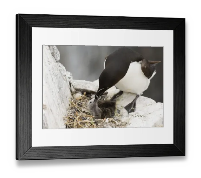 Framed Print : Razorbill (Alca torda) adult, feeding chick at nest, Inner Farne, Farne Islands, Northumberland, England, summer Framed Print : Razorbill (Alca torda) adult, feeding chick at nest, Inner Farne, Farne Islands, Northumberland, England, summer
