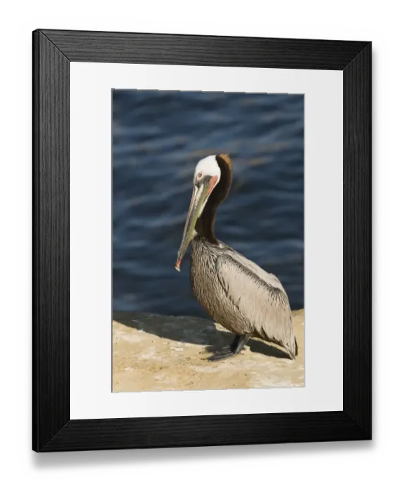 Framed Print : Brown Pelican (Pelecanus occidentalis) Pacific form, adult, standing on rock beside sea, La Jolla, California, U. S. A. april Framed Print : Brown Pelican (Pelecanus occidentalis) Pacific form, adult, standing on rock beside sea, La Jolla, California, U. S. A. april