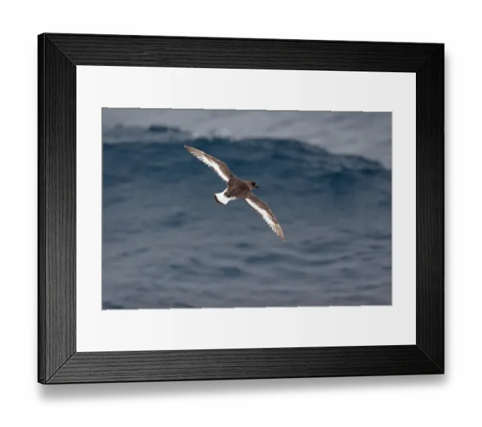 Framed Print : Antarctic Petrel (Thalassoica antarctica) adult, in flight over sea, off Antarctic Peninsula, Antarctica, december Framed Print : Antarctic Petrel (Thalassoica antarctica) adult, in flight over sea, off Antarctic Peninsula, Antarctica, december