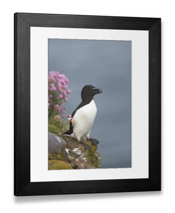 Framed Print : Razorbill (Alca torda) adult, standing on clifftop, Fowlsheugh RSPB Reserve, Kincardineshire, Grampian, Scotland Framed Print : Razorbill (Alca torda) adult, standing on clifftop, Fowlsheugh RSPB Reserve, Kincardineshire, Grampian, Scotland