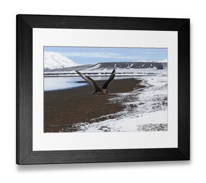 Framed Print : Antarctic Skua (Catharacta antarctica) x South Polar Skua (Catharacta maccormicki) hybrid, adult, in flight, at renowned island site for hybridisation, Deception Island, South Shetlands, Antarctica, march Framed Print : Antarctic Skua (Catharacta antarctica) x South Polar Skua (Catharacta maccormicki) hybrid, adult, in flight, at renowned island site for hybridisation, Deception Island, South Shetlands, Antarctica, march