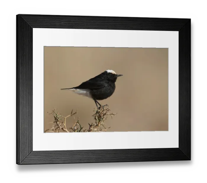 Framed Print : White-crowned Black Wheatear (Oenanthe leucopyga) adult, perched on thorny bush, Morocco, february Framed Print : White-crowned Black Wheatear (Oenanthe leucopyga) adult, perched on thorny bush, Morocco, february