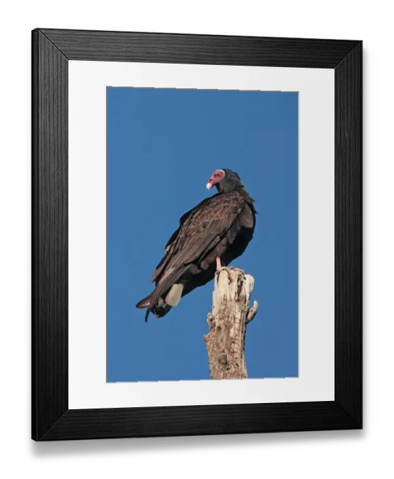 Framed Print : Turkey Vulture (Cathartes aura) adult, perched on stump, Ongamira, Cordoba, Argentina, april Framed Print : Turkey Vulture (Cathartes aura) adult, perched on stump, Ongamira, Cordoba, Argentina, april