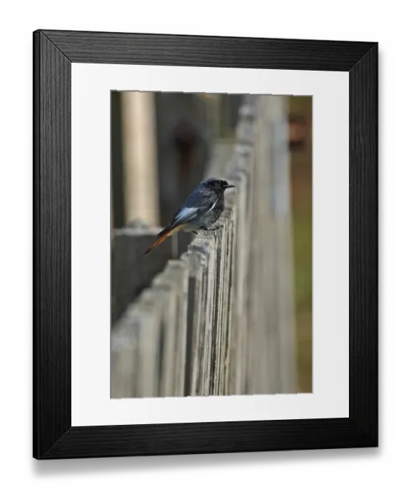 Framed Print : Black Redstart (Phoenicurus ochruros gibraltariensis) adult male, perched on fence, Eccles-on-sea, Norfolk, England, march Framed Print : Black Redstart (Phoenicurus ochruros gibraltariensis) adult male, perched on fence, Eccles-on-sea, Norfolk, England, march