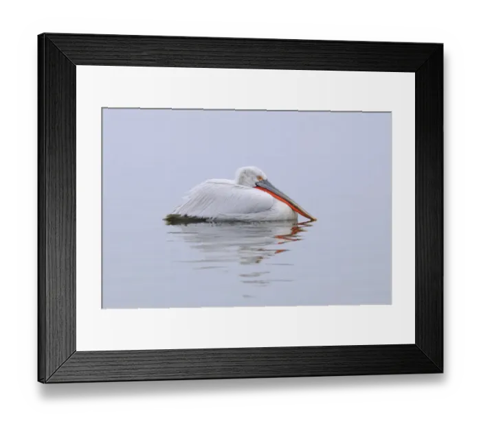 Framed Print : Dalmatian Pelican (Pelecanus crispus) adult, breeding plumage, swimming, Lake Kerkini, Macedonia, Greece Framed Print : Dalmatian Pelican (Pelecanus crispus) adult, breeding plumage, swimming, Lake Kerkini, Macedonia, Greece