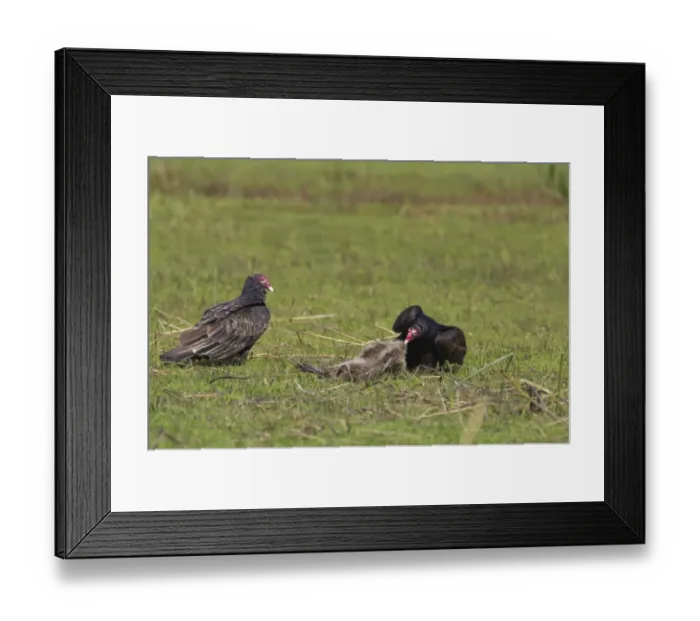 Framed Print : Turkey Vulture (Cathartes aura) two adults, feeding on Common Raccoon (Procyon lotor) carcass, Lake Kissimmee, Florida, U. S. A Framed Print : Turkey Vulture (Cathartes aura) two adults, feeding on Common Raccoon (Procyon lotor) carcass, Lake Kissimmee, Florida, U. S. A