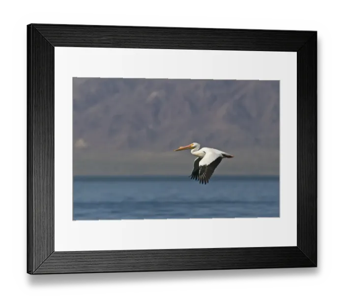 Framed Print : American White Pelican (Pelecanus erythrorhynchos) adult, breeding plumage, in flight over saline lake, Salton Sea, California, U. S. A. april Framed Print : American White Pelican (Pelecanus erythrorhynchos) adult, breeding plumage, in flight over saline lake, Salton Sea, California, U. S. A. april