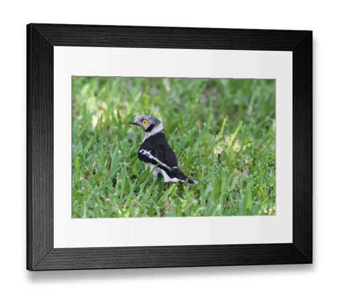 Framed Print : White Helmetshrike (Prionops plumatus) adult male, foraging on grass, Chobe N. P. Botswana Framed Print : White Helmetshrike (Prionops plumatus) adult male, foraging on grass, Chobe N. P. Botswana