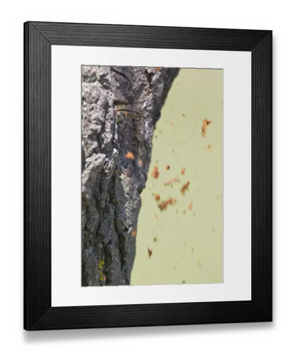 Framed Print : Eurasian Wryneck (Jynx torquilla) adult, with woodchips being thrown out from nest, excavating nesthole in tree trunk, Bulgaria, may Framed Print : Eurasian Wryneck (Jynx torquilla) adult, with woodchips being thrown out from nest, excavating nesthole in tree trunk, Bulgaria, may