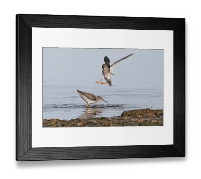 Framed Print : Common Redshank (Tringa totanus) two adults, fighting in water, Norfolk, England, february Framed Print : Common Redshank (Tringa totanus) two adults, fighting in water, Norfolk, England, february