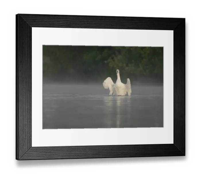 Framed Print : Mute Swan (Cygnus olor) immature, stretching wings, on misty lake at dawn, Yorkshire, England, june Framed Print : Mute Swan (Cygnus olor) immature, stretching wings, on misty lake at dawn, Yorkshire, England, june