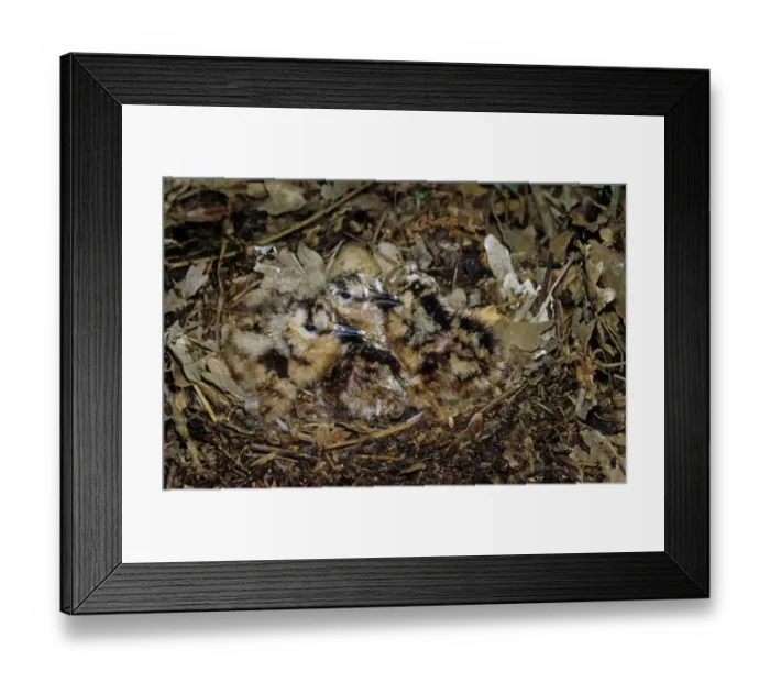 Framed Print : Eurasian Woodcock (Scolopax rusticola) newly hatched chicks in nest, camouflaged on woodland floor, Nocton Wood, Lincolnshire, England Framed Print : Eurasian Woodcock (Scolopax rusticola) newly hatched chicks in nest, camouflaged on woodland floor, Nocton Wood, Lincolnshire, England