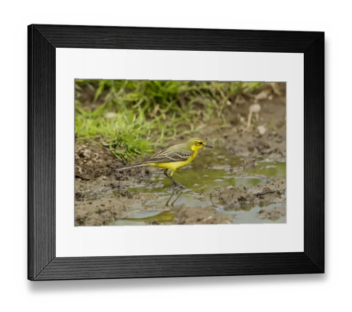 Framed Print : Yellow Wagtail (Motacilla flava flavissima) adult male, foraging in puddle on farmland, Warwickshire, England, july Framed Print : Yellow Wagtail (Motacilla flava flavissima) adult male, foraging in puddle on farmland, Warwickshire, England, july