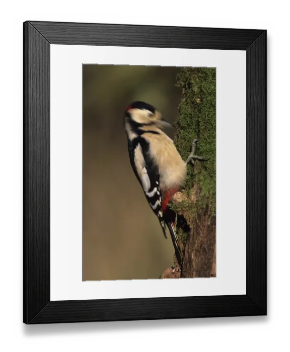 Framed Print : Greater Spotted Woodpecker (Dendrocopus major) adult male, drumming on rotten tree stump, Kent, England, spring Framed Print : Greater Spotted Woodpecker (Dendrocopus major) adult male, drumming on rotten tree stump, Kent, England, spring