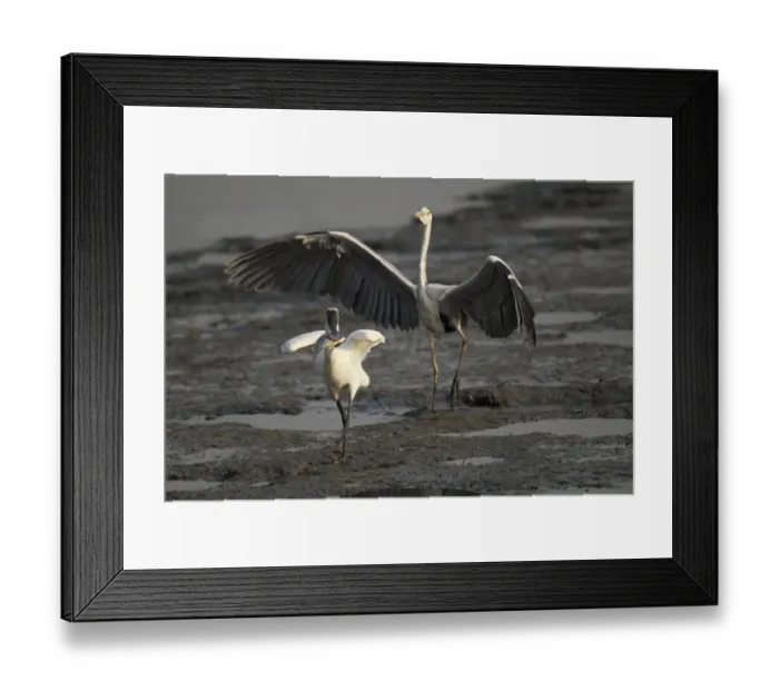 Framed Print : Black-faced Spoonbill (Platalea minor) adult, with fish in beak, threatened by Grey Heron (Ardea cinerea), Hong Kong, China, november Framed Print : Black-faced Spoonbill (Platalea minor) adult, with fish in beak, threatened by Grey Heron (Ardea cinerea), Hong Kong, China, november