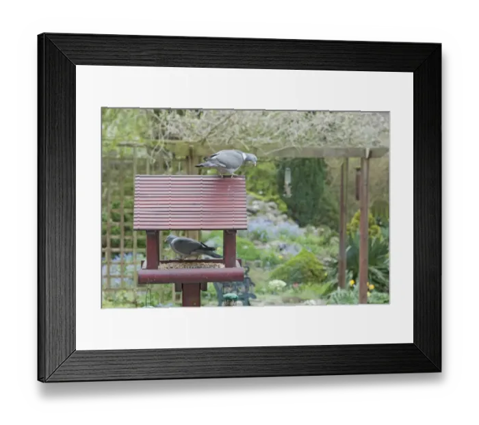 Framed Print : Wood Pigeon (Columba palumbus) two adults, feeding at birdtable in garden, Essex, England, april Framed Print : Wood Pigeon (Columba palumbus) two adults, feeding at birdtable in garden, Essex, England, april