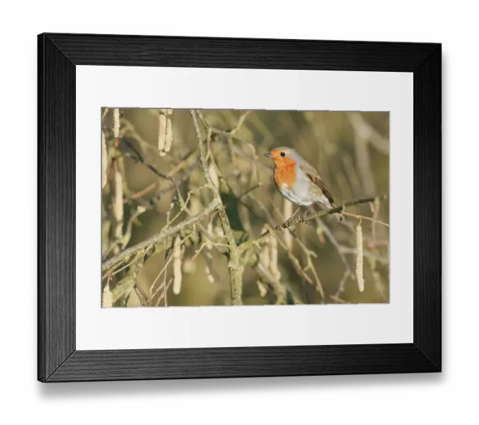 Framed Print : European Robin (Erithacus rubecula) adult, perched on Common Hazel (Corylus avellana) twig with catkins, North Downs, Kent, England, march Framed Print : European Robin (Erithacus rubecula) adult, perched on Common Hazel (Corylus avellana) twig with catkins, North Downs, Kent, England, march