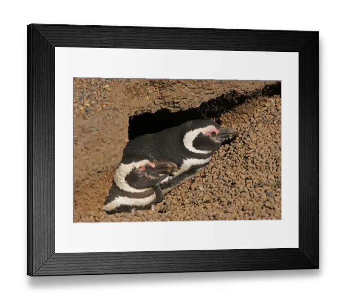 Framed Print : Magellanic Penguin (Spheniscus magellanicus) adult pair, sleeping at burrow entrance in breeding colony, Estancia San Lorenzo, Chubut, Argentina, october
