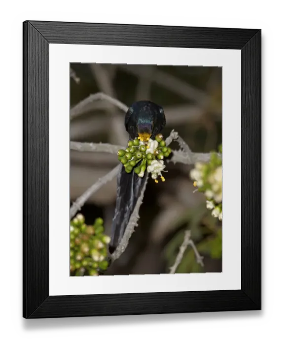 Framed Print : Long-tailed Glossy-starling (Lamprotornis caudatus) adult, feeding on ceiba tree flower pollen, Niokolo-Koba, Senegal, january