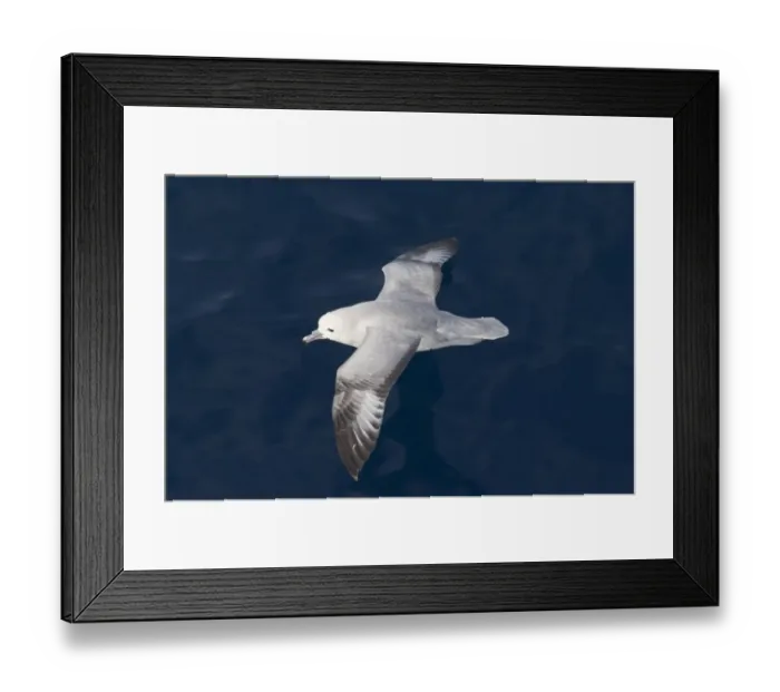 Framed Print : Southern Fulmar (Fulmarus glacialoides) adult, in low flight over sea, Southern Ocean, november Framed Print : Southern Fulmar (Fulmarus glacialoides) adult, in low flight over sea, Southern Ocean, november
