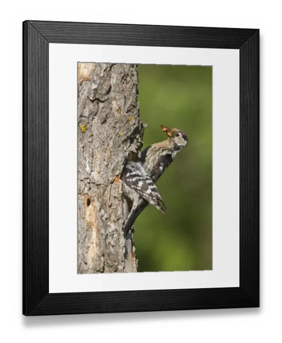 Framed Print : Lesser Spotted Woodpecker (Dendrocopus minor) adult pair, male with food in beak, feeding chicks in nesthole, Bulgaria, may Framed Print : Lesser Spotted Woodpecker (Dendrocopus minor) adult pair, male with food in beak, feeding chicks in nesthole, Bulgaria, may