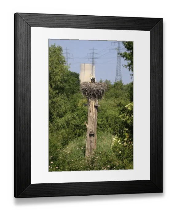 Framed Print : White Stork (Ciconia ciconia) adult with chicks, in nest on tree trunk, with nuclear powerstation in background, Philippsburg Nuclear Power Plant, Philippsburg, Baden-Wurttemberg, Germany, may