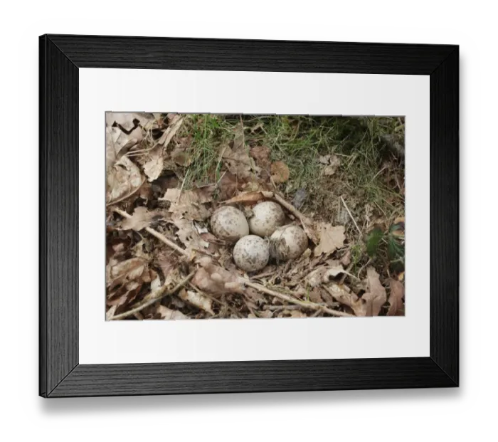 Framed Print : Eurasian Woodcock (Scolopax rusticola) four eggs in nest, amongst oak leaf litter in woodland, Peak District, Derbyshire, England, may Framed Print : Eurasian Woodcock (Scolopax rusticola) four eggs in nest, amongst oak leaf litter in woodland, Peak District, Derbyshire, England, may
