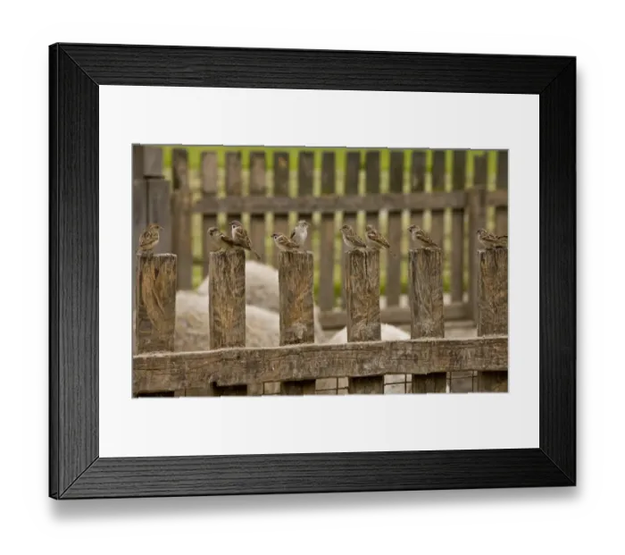 Framed Print : House Sparrow (Passer domesticus) and Eurasian Tree Sparrow (Passer montanus) mixed flock, perched on fence beside Mangalitza Domestic Pigs, Hortobagy N. P. Great Plain, Eastern Hungary, october Framed Print : House Sparrow (Passer domesticus) and Eurasian Tree Sparrow (Passer montanus) mixed flock, perched on fence beside Mangalitza Domestic Pigs, Hortobagy N. P. Great Plain, Eastern Hungary, october