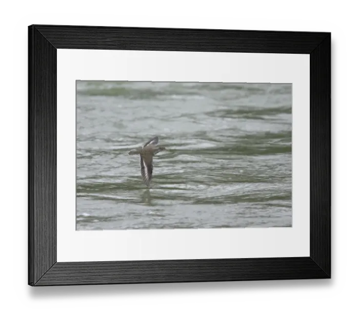 Framed Print : Spotted Sandpiper (Actitis macularia) adult, in flight over river, Rocky Mountains, Alberta, Canada, june Framed Print : Spotted Sandpiper (Actitis macularia) adult, in flight over river, Rocky Mountains, Alberta, Canada, june