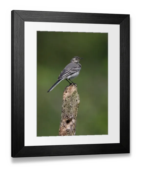 Framed Print : Pied Wagtail (Motacilla alba yarrellii) immature, perched on post, Norfolk, England, june Framed Print : Pied Wagtail (Motacilla alba yarrellii) immature, perched on post, Norfolk, England, june