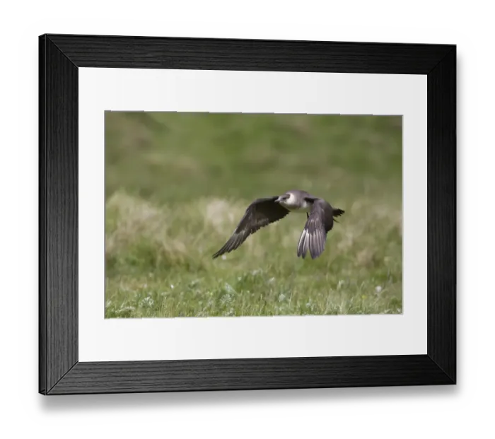 Framed Print : Arctic Skua (Stercorarius parasiticus) pale phase, adult, in low flight, Shetland Islands, Scotland, june Framed Print : Arctic Skua (Stercorarius parasiticus) pale phase, adult, in low flight, Shetland Islands, Scotland, june