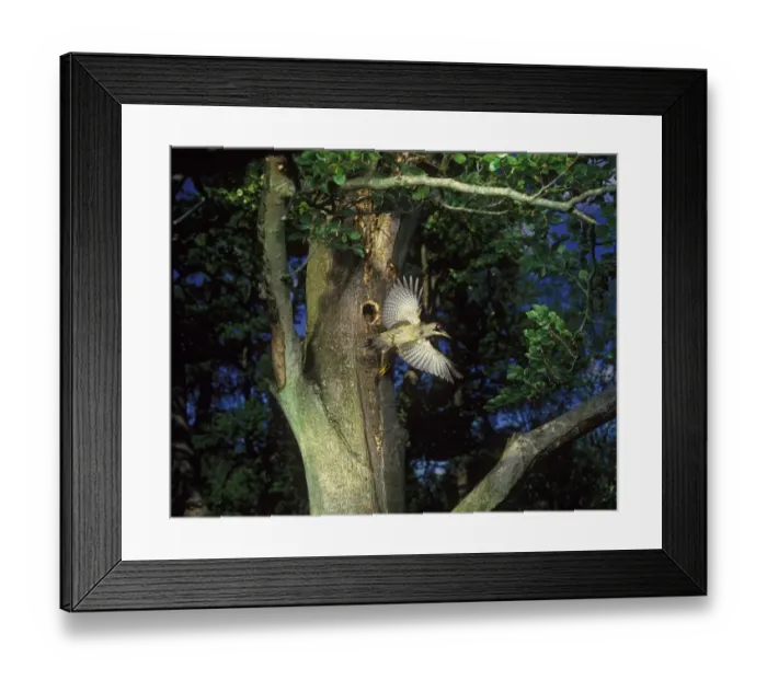Framed Print : Green Woodpecker (Picus viridis) adult female, in flight, leaving nesthole in tree trunk, England Framed Print : Green Woodpecker (Picus viridis) adult female, in flight, leaving nesthole in tree trunk, England