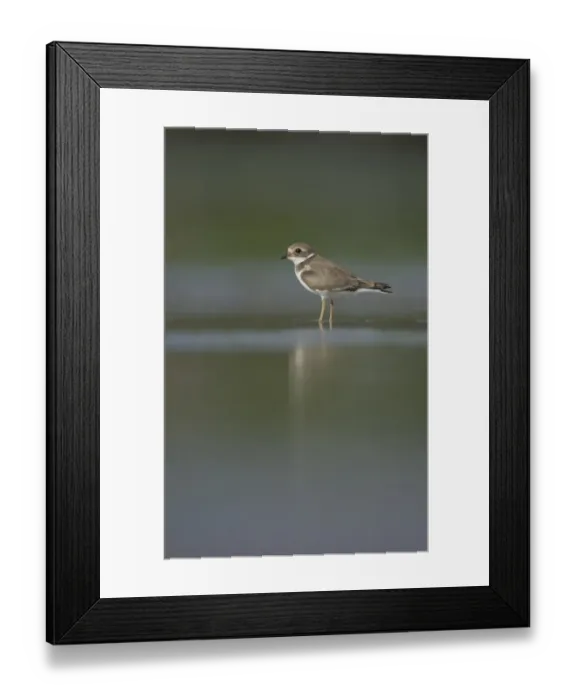 Framed Print : Ringed Plover (Charadrius hiaticula) adult, winter plumage, standing in shallow water on beach, Shetland Islands, Scotland, september Framed Print : Ringed Plover (Charadrius hiaticula) adult, winter plumage, standing in shallow water on beach, Shetland Islands, Scotland, september