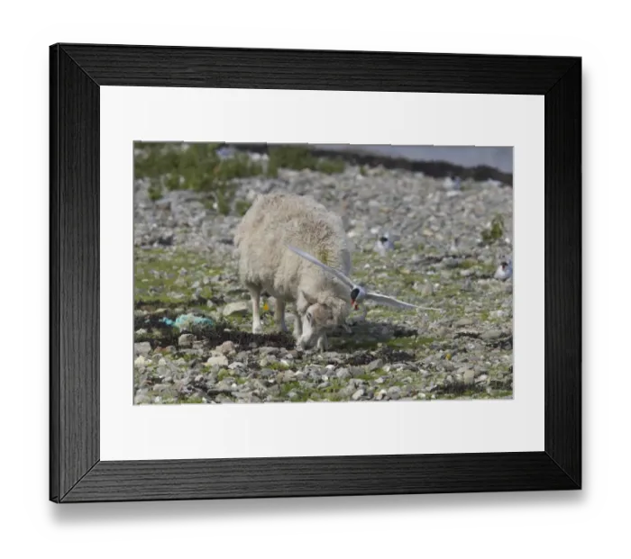 Framed Print : Arctic Tern (Sterna paradisea) adult, aggressive display to domestic sheep near nestsite, Mainland, Shetland Islands, Scotland Framed Print : Arctic Tern (Sterna paradisea) adult, aggressive display to domestic sheep near nestsite, Mainland, Shetland Islands, Scotland