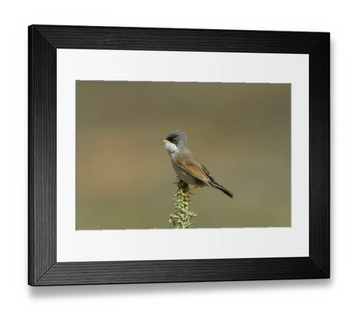 Framed Print : Spectacled Warbler (Sylvia conspicillata) adult male, perched at top of bush, Fuerteventura, Canary Islands, march Framed Print : Spectacled Warbler (Sylvia conspicillata) adult male, perched at top of bush, Fuerteventura, Canary Islands, march