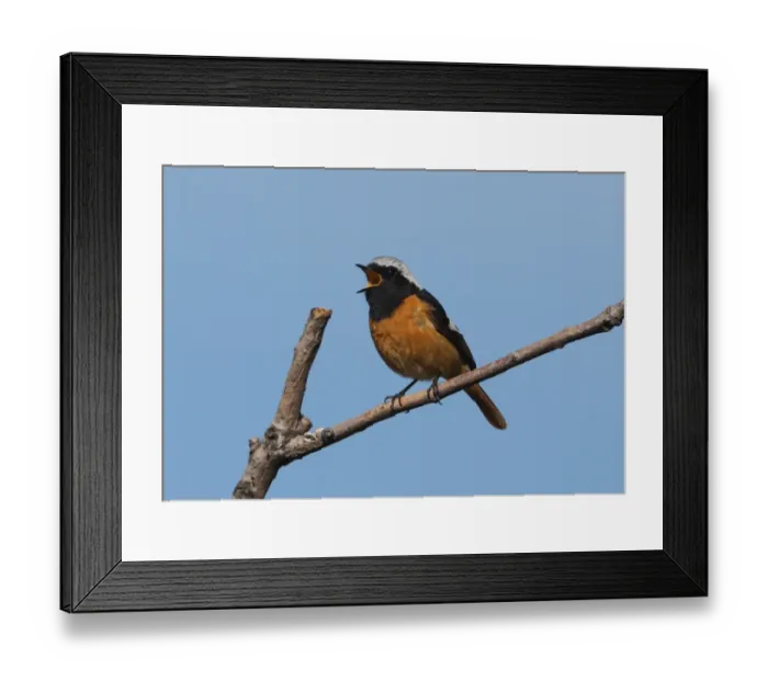 Framed Print : Daurian Redstart (Phoenicurus auroreus) adult male, singing, perched on twig, Old Peak, Hebei, China, may Framed Print : Daurian Redstart (Phoenicurus auroreus) adult male, singing, perched on twig, Old Peak, Hebei, China, may