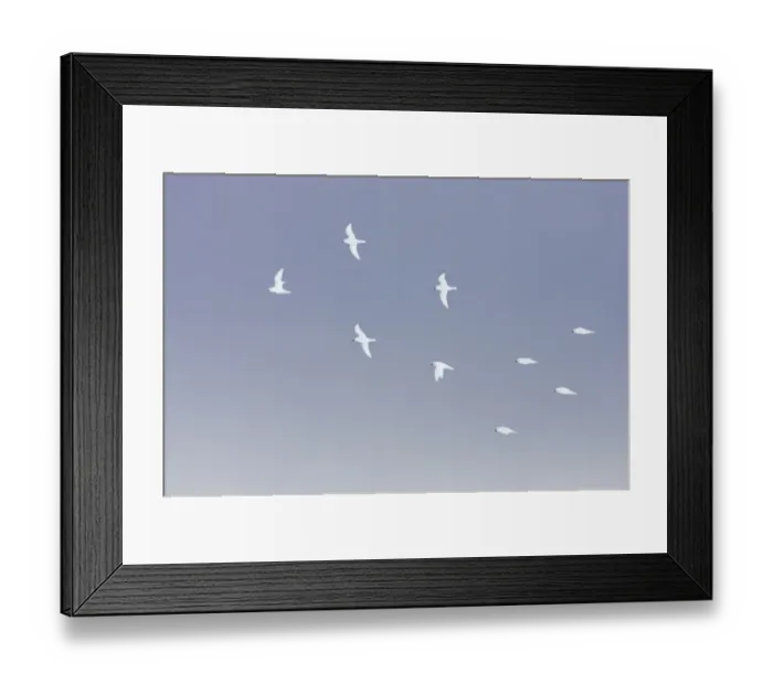 Framed Print : Snow Petrel (Pagodroma nivea) flock, in flight, Antarctic Peninsula, Antarctica