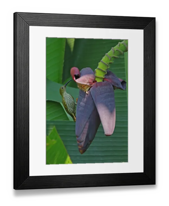 Framed Print : Streaked Spiderhunter (Arachnothera magna musarum) adult, feeding at banana flower, Kaeng Krachan N. P. Thailand, february Framed Print : Streaked Spiderhunter (Arachnothera magna musarum) adult, feeding at banana flower, Kaeng Krachan N. P. Thailand, february