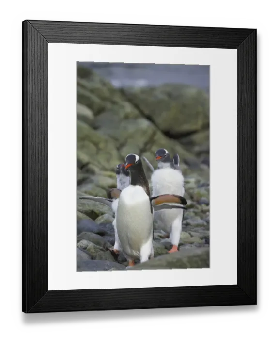 Framed Print : Gentoo Penguin (Pygoscelis papua) adult, being chased by mature chicks for food, Ronge Island, Antarctic Peninsula, Antarctica Framed Print : Gentoo Penguin (Pygoscelis papua) adult, being chased by mature chicks for food, Ronge Island, Antarctic Peninsula, Antarctica