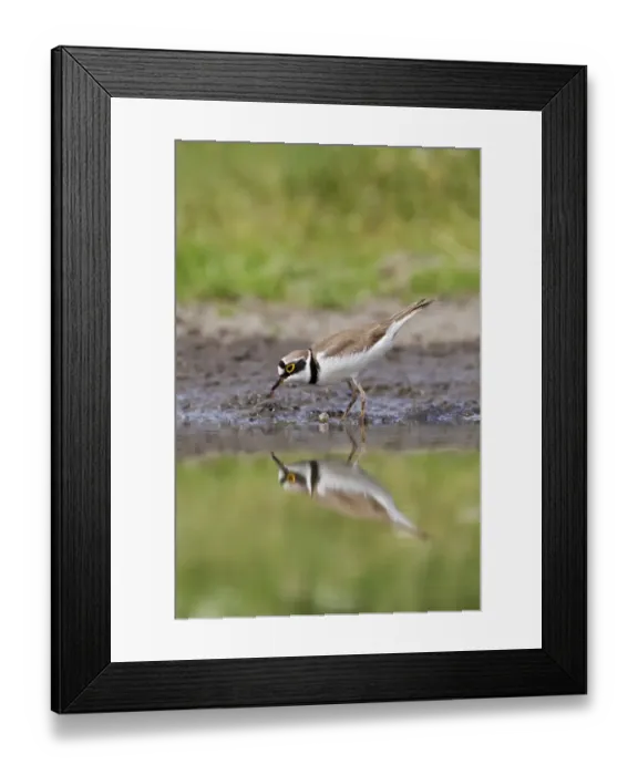 Framed Print : Little Ringed Plover (Charadrius dubius) adult, feeding at edge of water, Bulgaria, may Framed Print : Little Ringed Plover (Charadrius dubius) adult, feeding at edge of water, Bulgaria, may