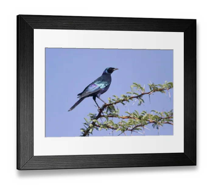 Framed Print : Burchell's Glossy-starling (Lamprotornis australis) adult, perched on acacia bush, Okavango Delta, Botswana Framed Print : Burchell's Glossy-starling (Lamprotornis australis) adult, perched on acacia bush, Okavango Delta, Botswana